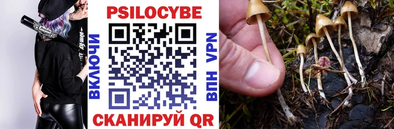 цены   Шадринск  Псилоцибиновые грибы Cubensis 